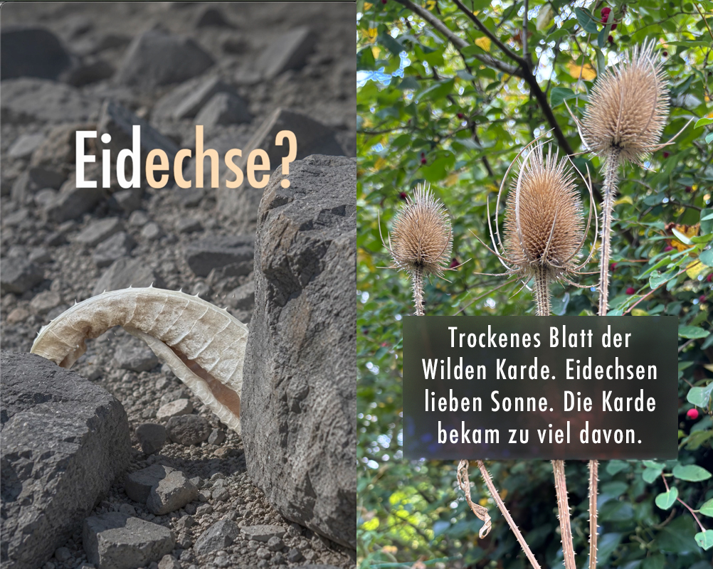 Ratekarten
